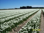 [White Dream Afbeelding 221.jpg]
